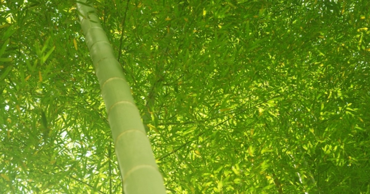 竹の伐採は安全第一で！必要な知識と技術を備えましょう
