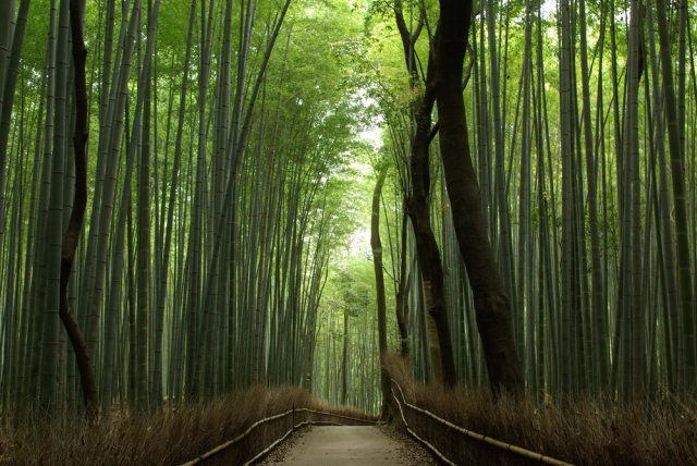 竹を放置するリスク