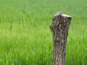 枯れ木は早めの伐採がおすすめ｜3つのメリットと放置のリスク