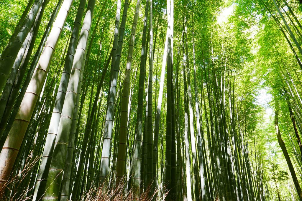 竹を伐採するための知識