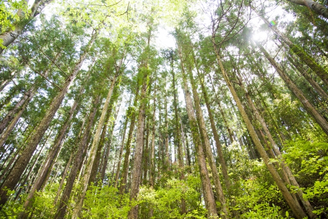 間伐の方法や伐採するべき木と最適な時期