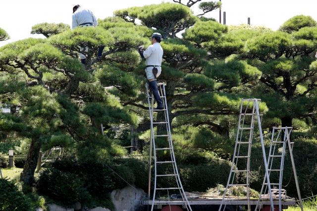 高い木の剪定時は道具選びが肝心！取り扱いに注意しましょう