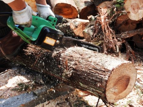 木の伐採方法