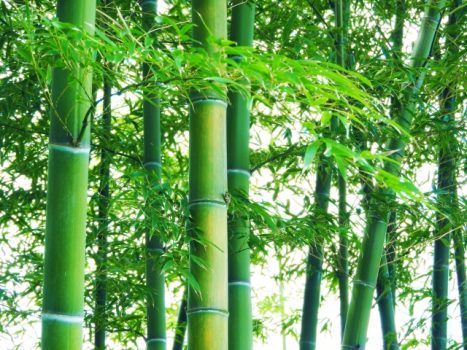 春・夏に竹を伐採するとどうなるの？