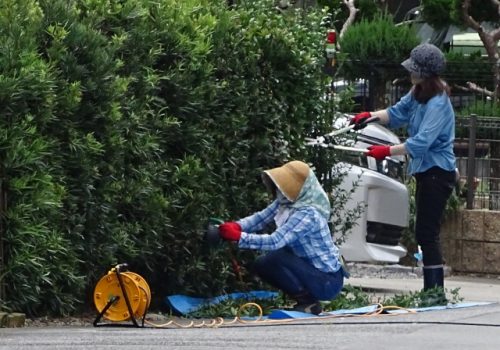 自分で庭の木を切る