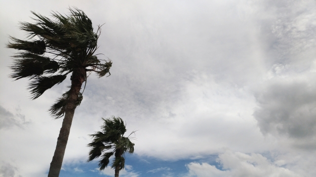 台風などの強風によって木の枝が飛ばされる