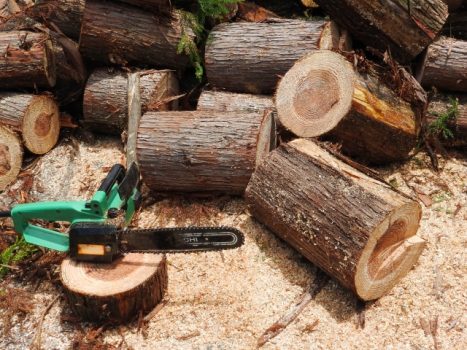 庭の木を切るための方法｜道具・手順・供養まで失敗しない処分法