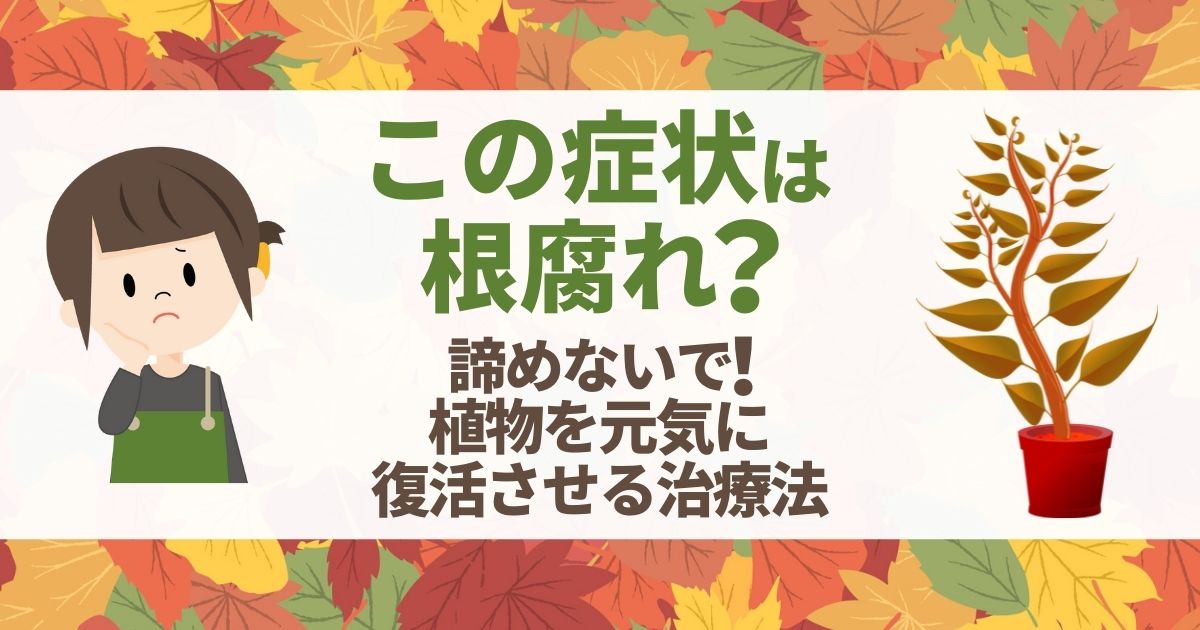 この症状は根腐れ？