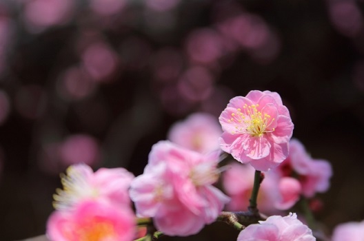 しだれ梅につく害虫