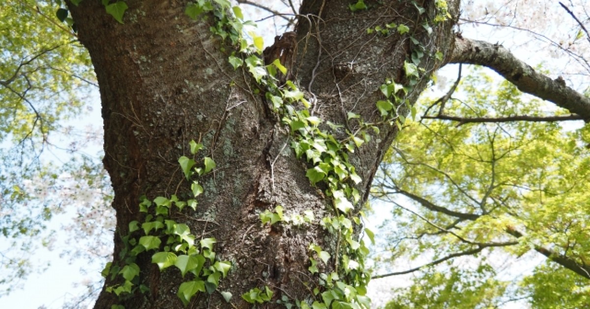 木の病気を症状から特定｜根・葉・幹の部位別チェック一覧と病気の原因