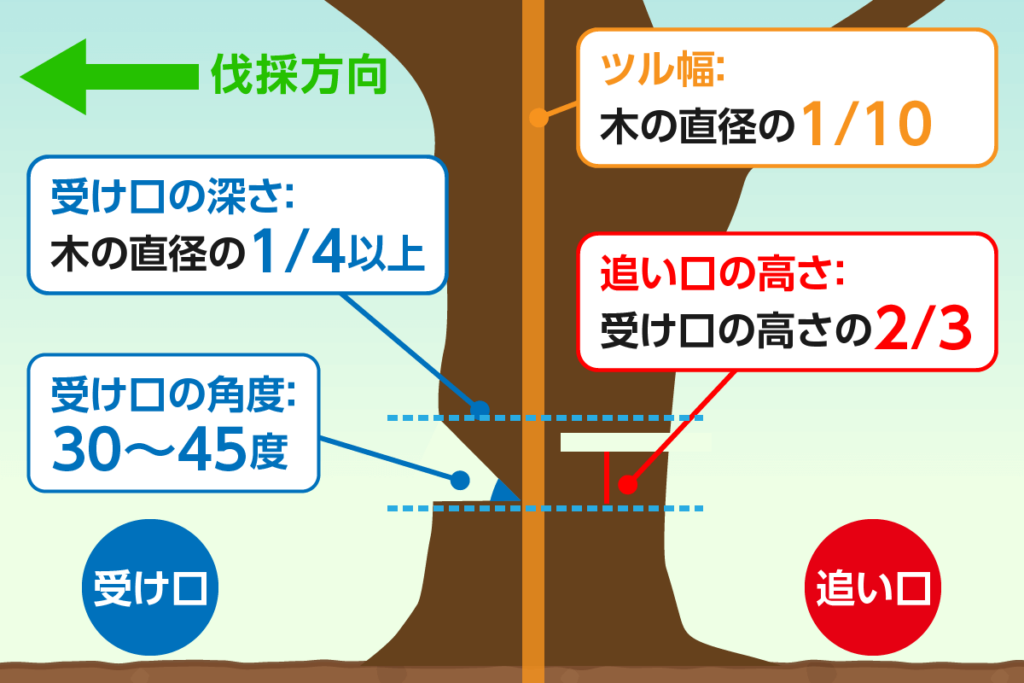 横から見た受け口・追い口解説