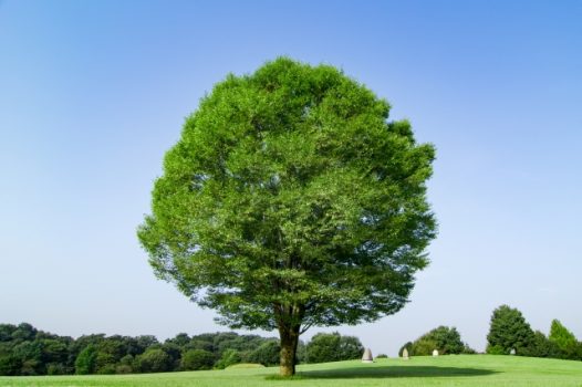 ケヤキとはどういった植物なのでしょうか