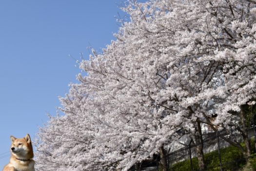 桜の伐採・抜根目的はさまざま