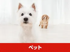 ペット