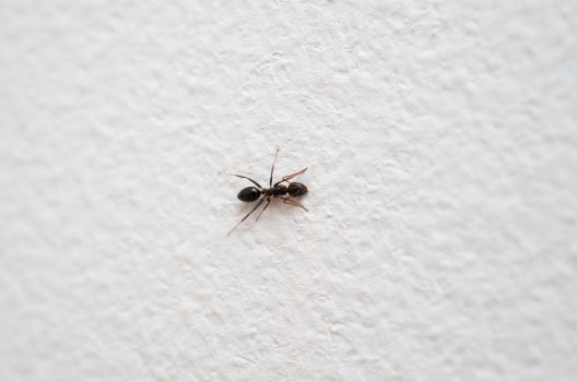 室内のアリを駆除する効果的な方法と予防策を徹底解説 害虫駆除110番
