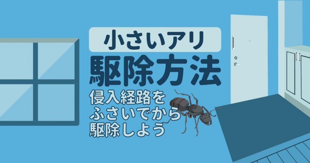 小さい蟻を退治！徹底的な駆除と室内への侵入防止方法をご紹介