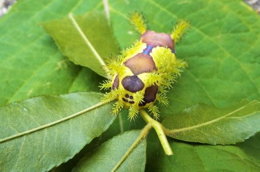 イラガの駆除方法 痛みは毛虫のなかで最強 毒トゲを防ぐ方法も紹介 害虫駆除110番