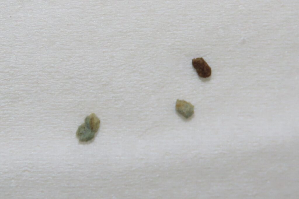 ゴキブリ ふん 青い不織布を食べた後
