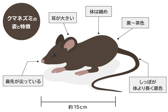 クマネズミ