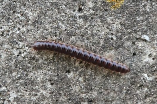 ヤスデを駆除して二度と発生させない最強メソッド すぐできる対策法 害虫駆除110番