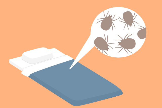 ダニ退治で即効性が高いのは薬剤 布団や畳に潜むダニを駆除する方法 害虫駆除110番 ダニ退治で即効性が高いのは薬剤 布団や畳に潜むダニを駆除する方法 害虫駆除110番