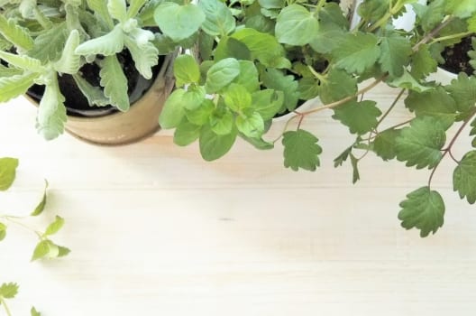 ハッカ油はゴキブリ対策に効果的 誰でもすぐできるスプレーの作り方 害虫駆除110番 ハッカ油はゴキブリ対策に効果的 誰でもすぐできるスプレーの作り方 害虫駆除110番