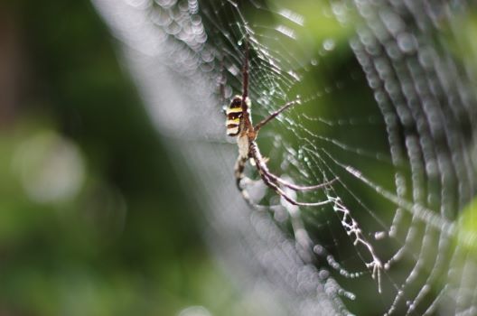 蜘蛛を駆除する方法 蜘蛛は害虫 見分けて駆除 または追い出そう 害虫駆除110番
