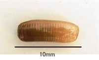 チャバネゴキブリの卵