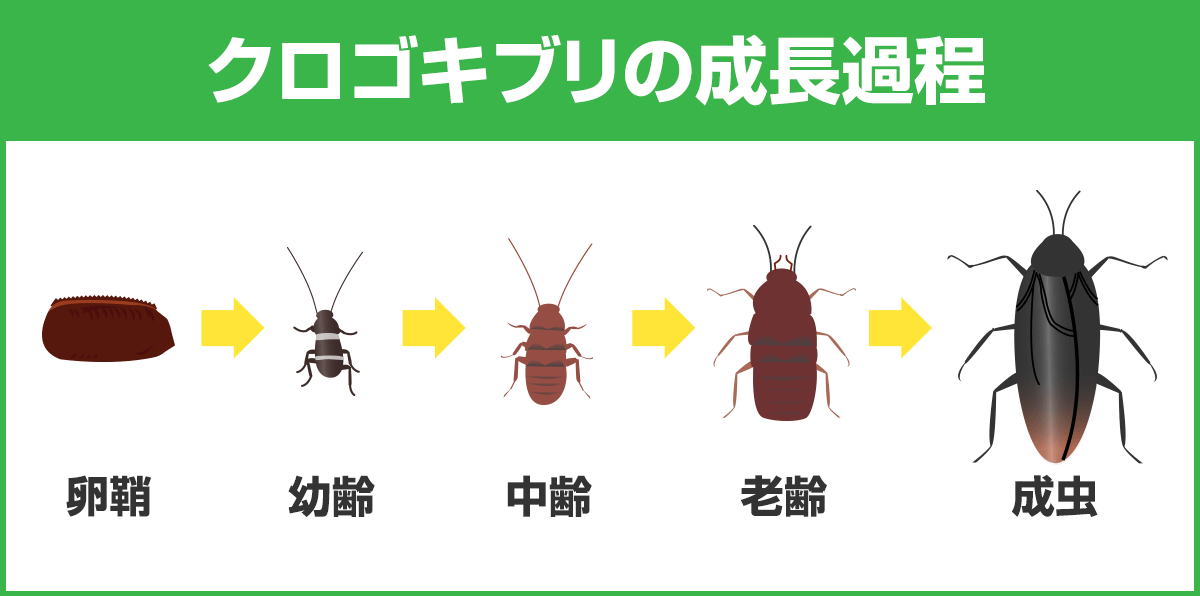 クロゴキブリの成長過程