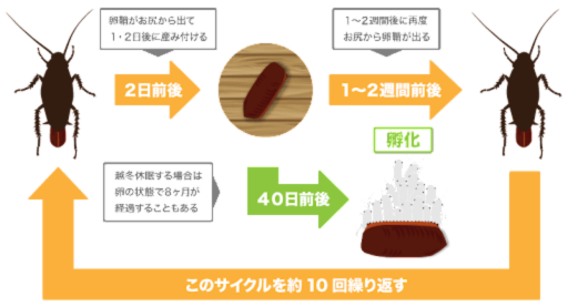 クロゴキブリ 産卵サイクル