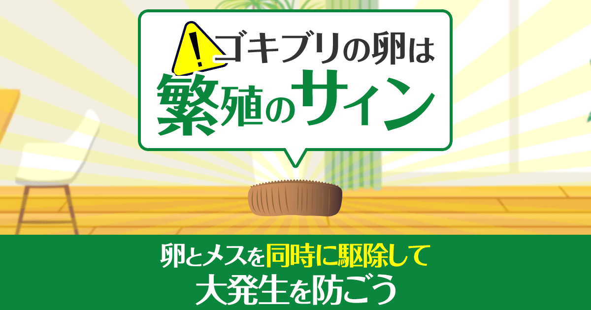 ゴキブリの卵は繁殖のサイン　卵とメスを同時に駆除して大発生を防ごう