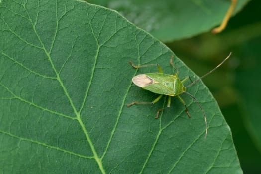 カメムシの天敵とは 駆除や対策する方法などをくわしく解説 害虫駆除110番