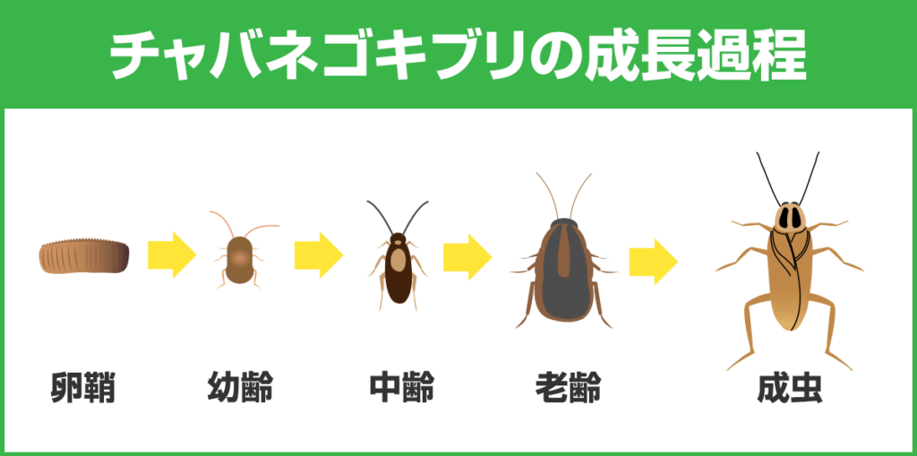 チャバネゴキブリの成長過程