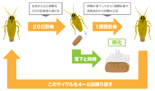 チャバネゴキブリ 産卵サイクル