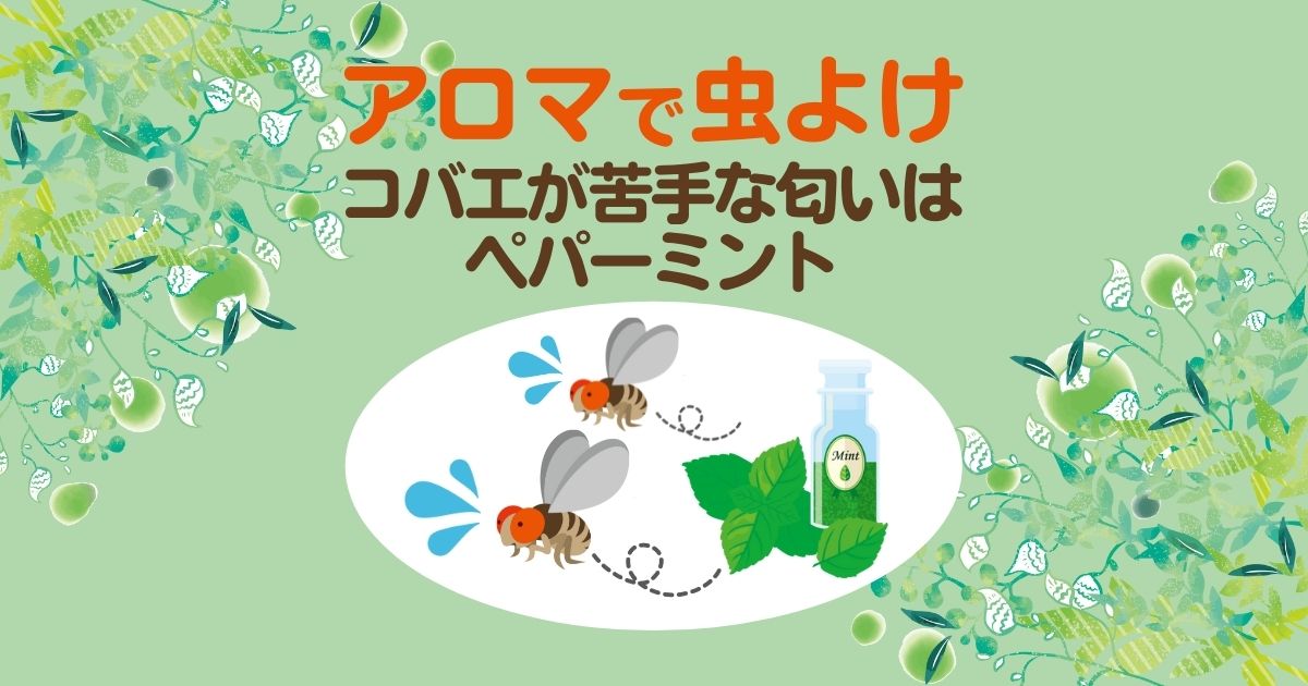 コバエ対策にアロマを使えば虫除けになる 場所ごとの対策方法まとめ 害虫駆除110番