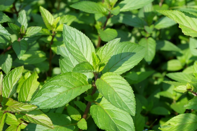 コバエ対策のハーブおすすめ品種 観葉植物に発生する原因と対策も 害虫駆除110番