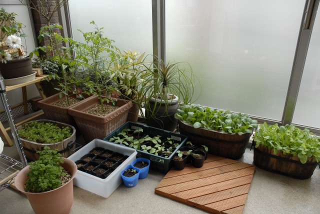 ベランダ菜園のコバエ駆除と対策 ハーブの同時栽培で害虫予防も 害虫駆除110番 ベランダ菜園のコバエ駆除と対策 ハーブの同時栽培で害虫予防も 害虫駆除110番
