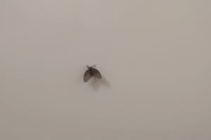 コバエの種類を画像で紹介！代表的な4種類のコバエの生態と見分け方 | 害虫駆除110番