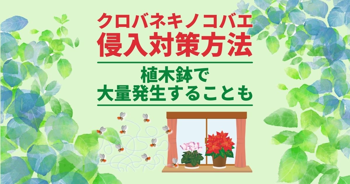 クロバネキノコバエ　侵入対策方法 植木鉢で大量発生することも