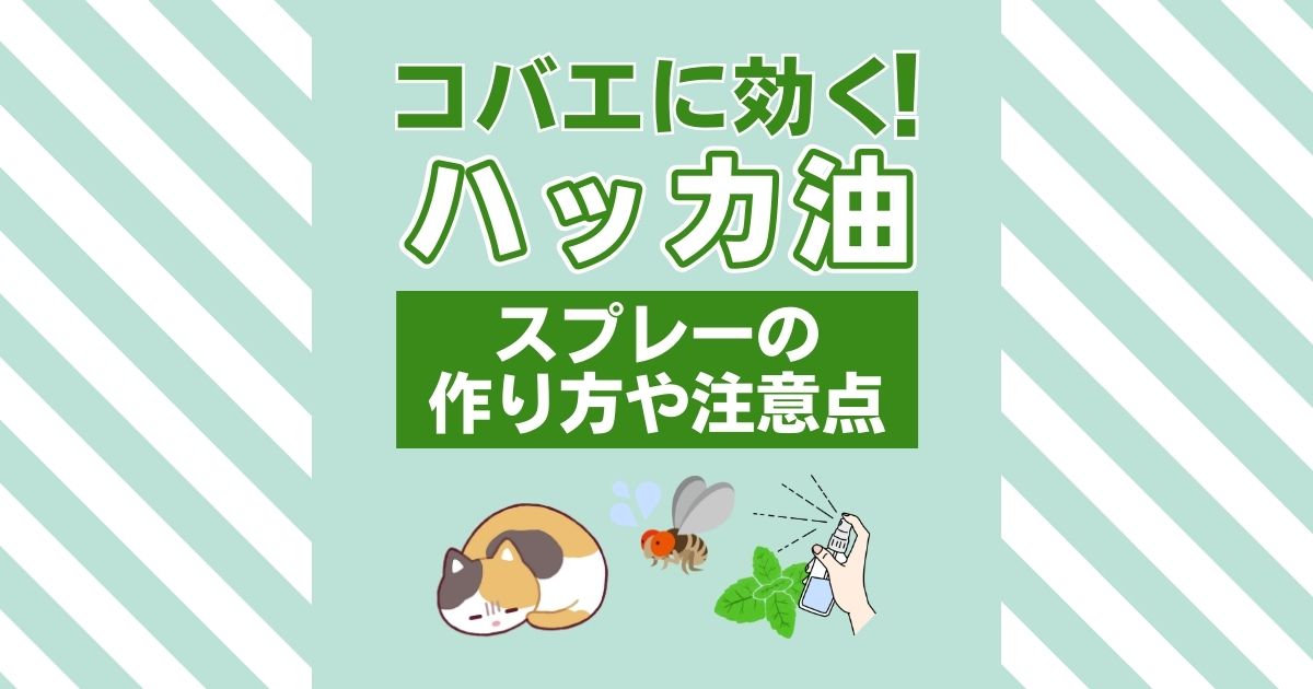 コバエに効く！　ハッカ油 スプレーの作り方や注意点