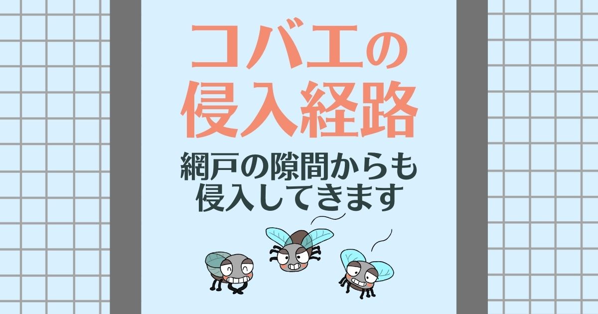 コバエの侵入経路 網戸の隙間からも侵入してきます