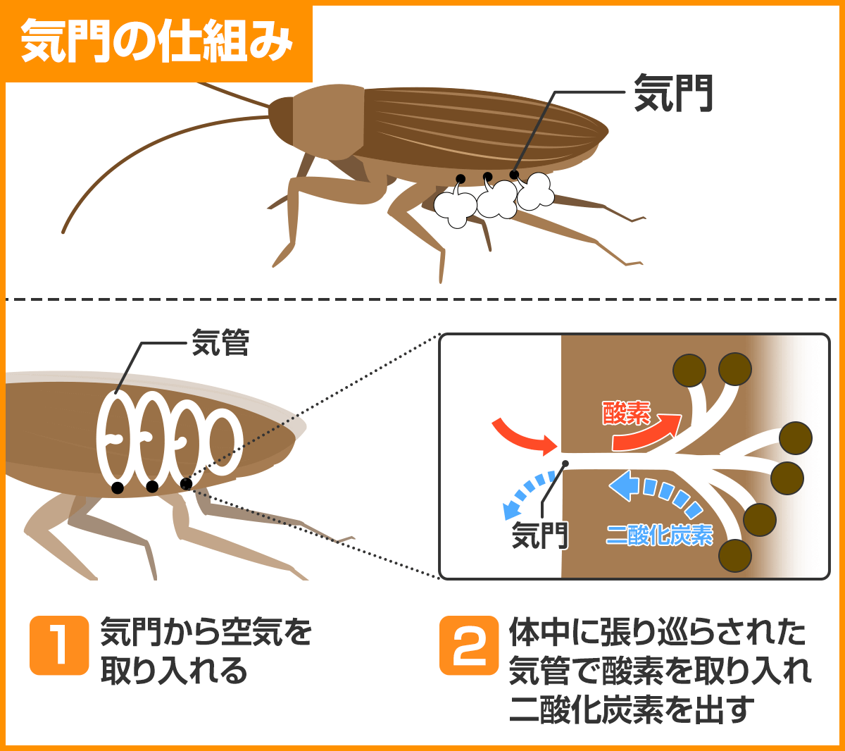 ゴキブリ　気門のしくみ