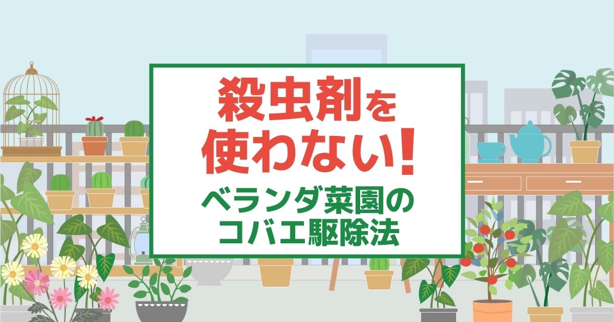 ベランダ菜園のコバエ駆除と対策 ハーブの同時栽培で害虫予防も 害虫駆除110番