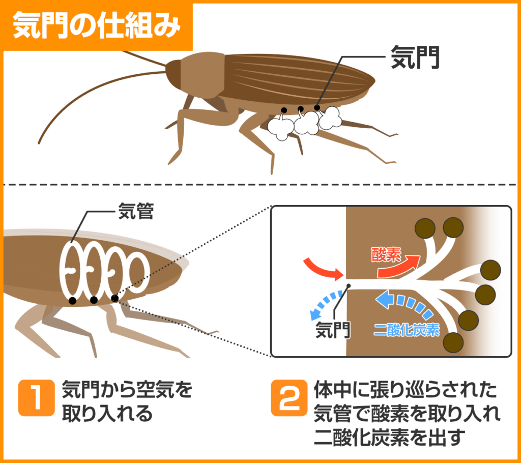 生態 ゴキブリの気門の仕組み