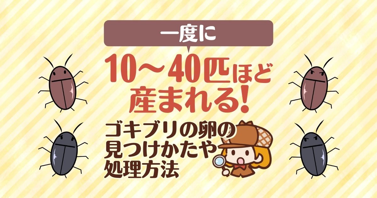 ゴキブリの卵から何匹産まれる 孵化する期間 場所 駆除方法を解説 害虫駆除110番