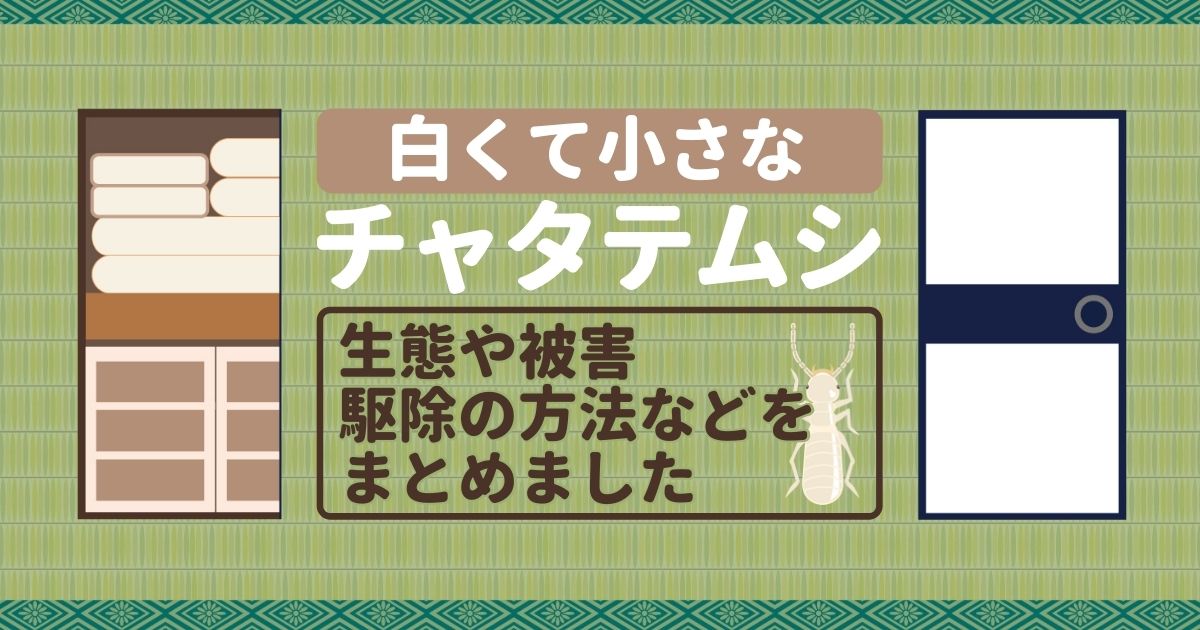 白い小さい虫を家で見つけてしまったら 正体や駆除方法を解説 害虫駆除110番