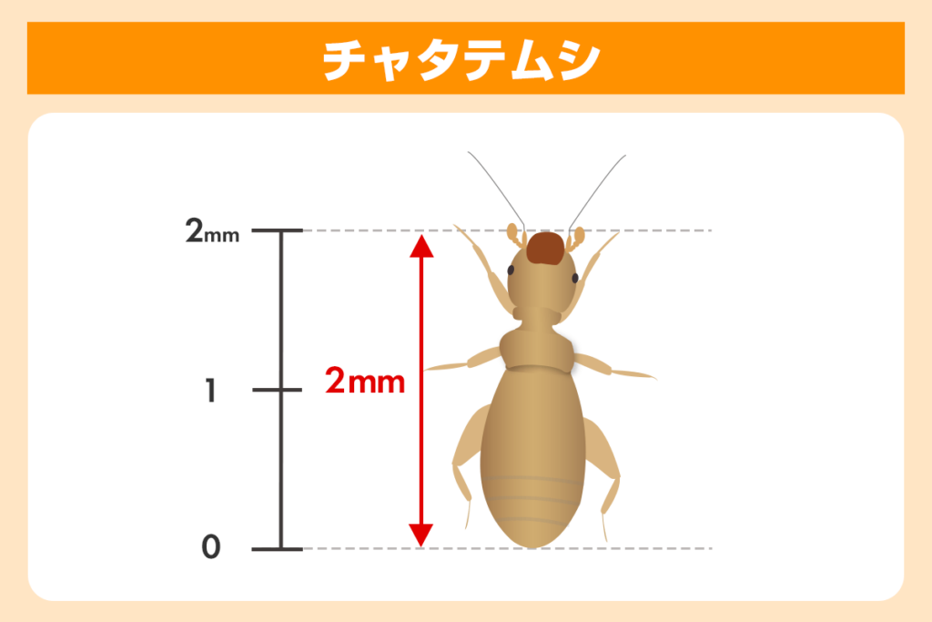 成功する！チャタテムシの駆除方法と大量発生させない予防対策 | 害虫駆除110番