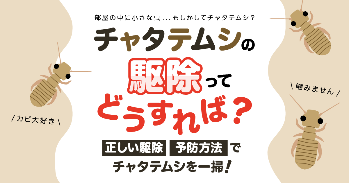 チャタテムシの駆除ってどうすれば？正しい駆除　予防方法でチャタテムシを一掃！