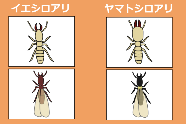 ヤマトシロアリの基礎知識 生態から被害予防駆除方法まで解説 害虫駆除110番