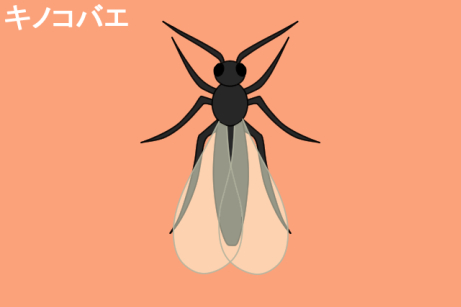 羽アリが発生したときの種類の見分け方 シロアリならすぐに駆除を 害虫駆除110番